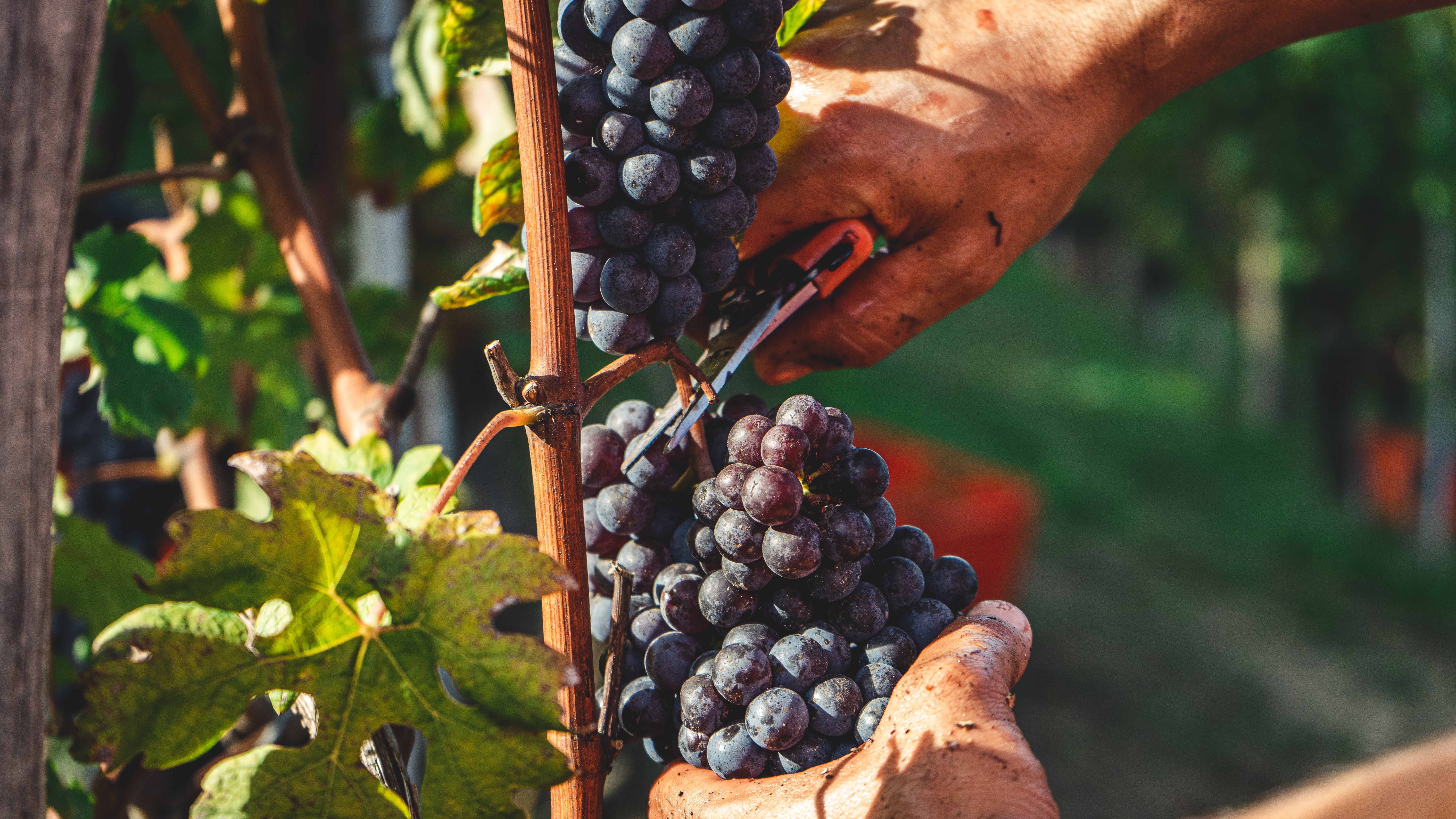 foto della vendemmia in Toscana italia vino