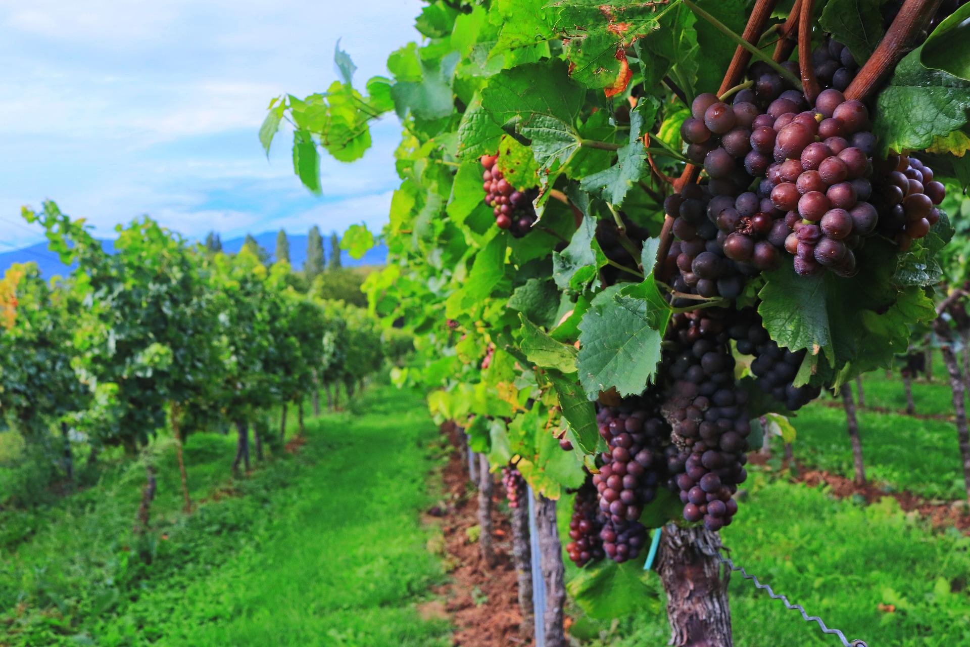 harvest in italy tuscany wine