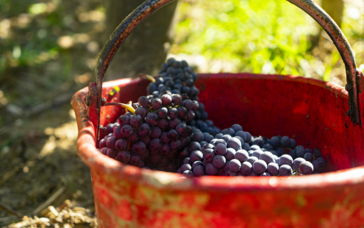 Memories of harvest: autumn is upon us