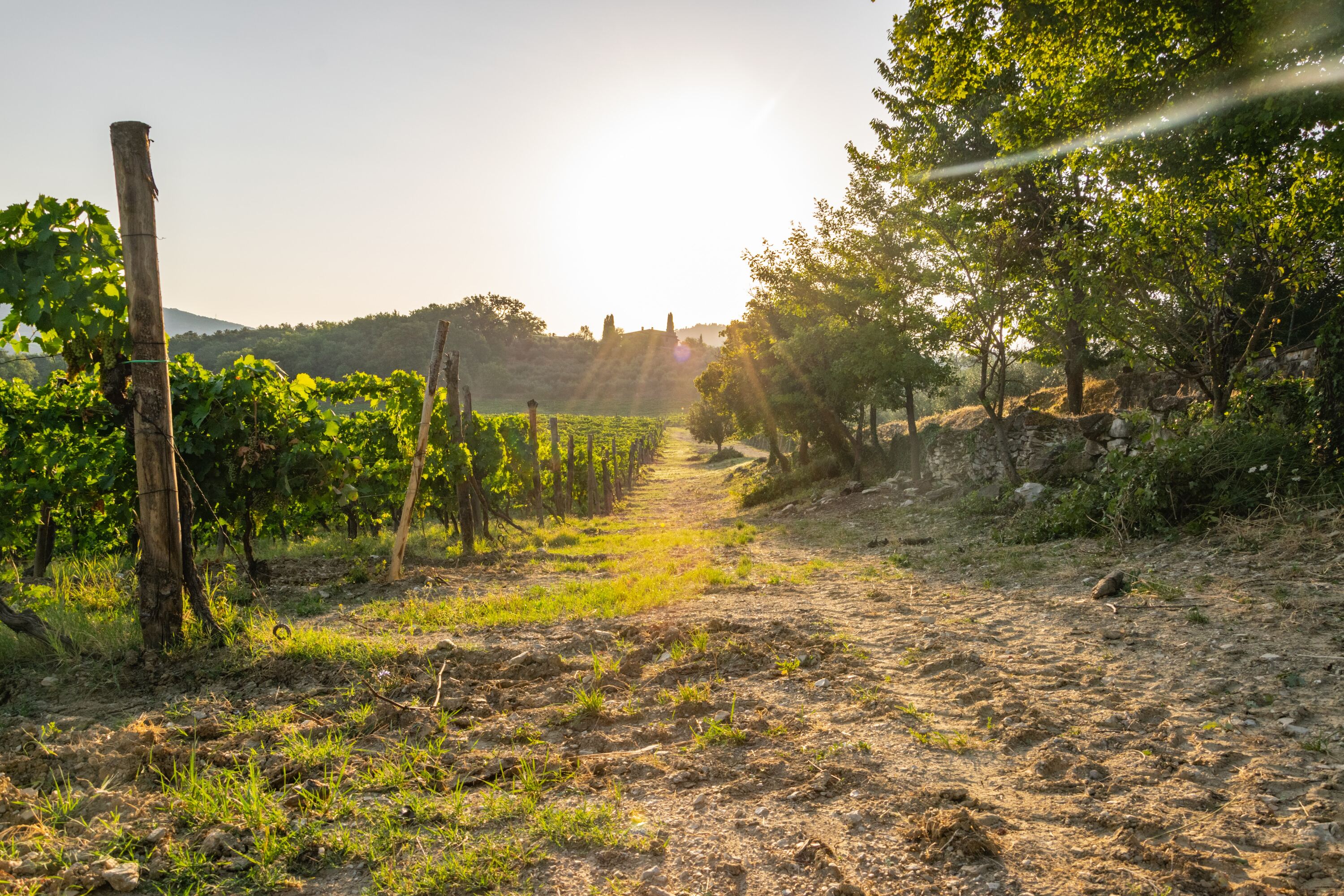 Viaggiare in Toscana Chianti degustazione vini e tours